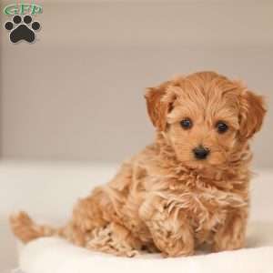 Charlotte, Maltipoo Puppy